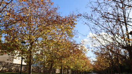 Autumn in Morocco’s Ifrane with Yellowed Maple Leaves, Red-Roofed Houses, Scenic Landscapes, Pedestrian Pathways, and Vibrant Seasonal Foliage in a Serene Countryside Setting  
