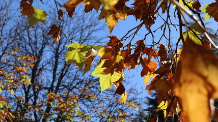 Autumn in Morocco’s Ifrane with Yellowed Maple Leaves, Red-Roofed Houses, Scenic Landscapes, Pedestrian Pathways, and Vibrant Seasonal Foliage in a Serene Countryside Setting  
