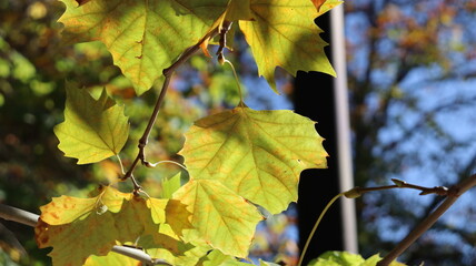 Autumn in Morocco’s Ifrane with Yellowed Maple Leaves, Red-Roofed Houses, Scenic Landscapes, Pedestrian Pathways, and Vibrant Seasonal Foliage in a Serene Countryside Setting  
