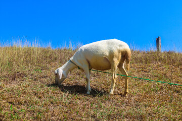 Side view of white local goats eating grass in the meadow. Goat herd in the sunny meadow with blue...