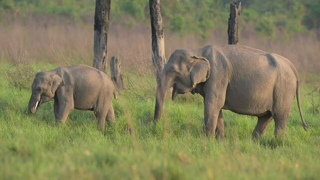 full shot of wild asian elephant calf or baby tusker Elephas maximus indicus with mother or mom eating green grass rolling his trunk dhikala jim corbett national park tiger reserve uttarakhand india
