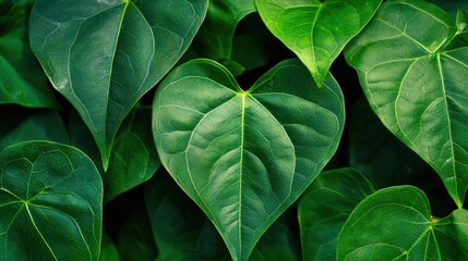 Fototapeta premium Dark green leaf texture, Natural green leaves using as nature background wallpaper or tropical leaf cover page