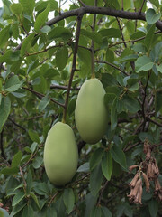 Fresh and Exotic Fruits