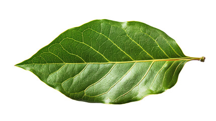 Obraz premium Fresh Green Leaf Isolated on isolate White Background with Detailed Veins and Texture