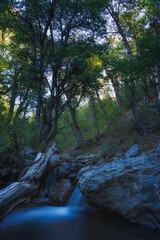 Bosque de Robles en Chile