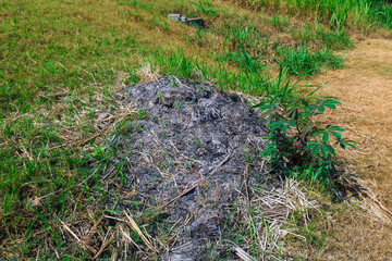 Ash from burning organic waste. Burning corn and rice fields. Burning old dry grass in garden. Flaming dry grass on a field.
