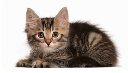 british kitten isolated on white