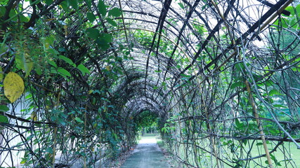 Squash arch in the garden. Bamboo tunnel or pergola with green plants on top and beside a walkway in the outdoor park in deep focus with copy space. Selective focus