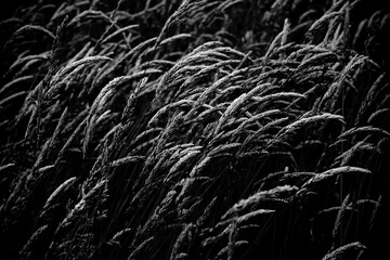grasses in foreland of the dike