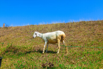 Obraz premium White local goats standing in the meadow. Goat Herd in the Sunny Village with Blue Sky Background. releasing goats in the meadow