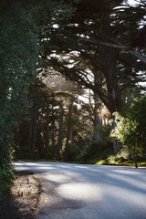 Serene forest road with lush greenery