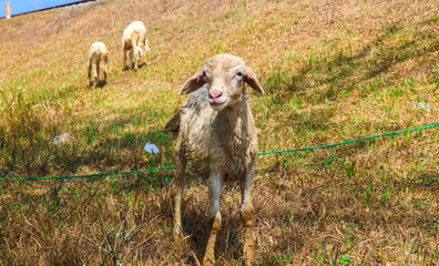White local goats stand curiously in the meadow. Herding goats on the farm, releasing goats in the...