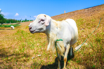 Close up of white local goat standing in the meadow looking at the camera. Goat herd in the sunny meadow with blue sky background. Releasing goats in the meadow