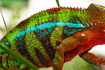 Texture of colorful chameleon skin. Abstract animal skin 