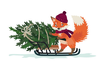 Fox with a Christmas tree, illustration. Fox takes a Christmas tree on a sled from the forest, New Year concept. Cute fox in a hat and with a scarf. Preparation for Christmas