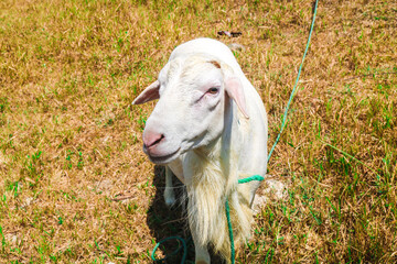 Front view of white local goat face chewing grass in the meadow. Goat herd in the sunny meadow with...