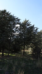 Lush Coniferous Trees in Scenic Forest Landscape Under Bright Blue Sky with Fluffy Clouds, Highlighting Nature, Evergreen Plants, and Seasonal Beauty
