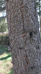 Fototapeta premium Lush Coniferous Trees in Scenic Forest Landscape Under Bright Blue Sky with Fluffy Clouds, Highlighting Nature, Evergreen Plants, and Seasonal Beauty 