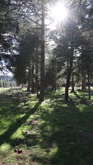 Lush Coniferous Trees in Scenic Forest Landscape Under Bright Blue Sky with Fluffy Clouds, Highlighting Nature, Evergreen Plants, and Seasonal Beauty
