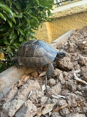 Obraz premium Close-up of a turtle on a rock