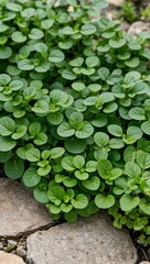Creeping Jenny Ground cover plant with small round green leaves often used in gardens