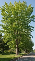 Fototapeta premium Elm Tree Deciduous tree known for its broad leaves and fast growth often found along roadsides