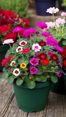 Geranium Hardy plant with colorful flowers often used in hanging baskets or as bedding plants
