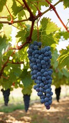 Naklejka premium Grape Vine A climbing plant with small sweet berries used to make wine