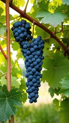 Fototapeta premium Grape Vine Climbing plant with small sweet berries used to make wine