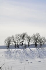 Obraz premium 雪の丘の上の木立と影 