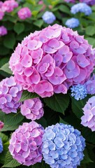 Hydrangea Bush Flowering shrub with large showy blooms in shades of pink blue or purple