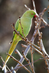 Ring-necked parakeet at a feeding place in the garden.