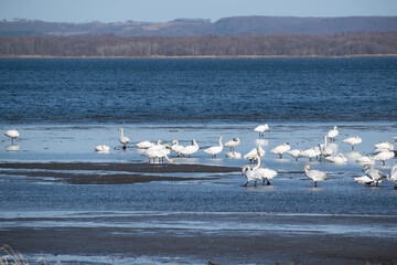 Obraz premium 砂浜に群れるオオハクチョウ 