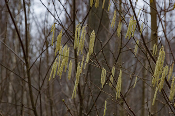 Yellow catkins hanging from branches in a barren forest during early spring season