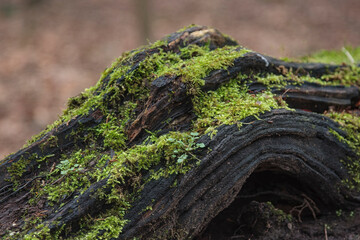 Green moss covers a textured log in a tranquil forest setting during early springtime