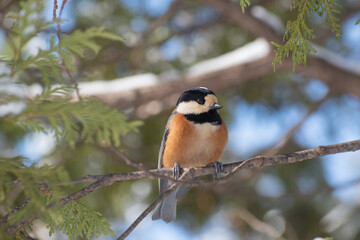 冬の林の枝に止まるヤマガラ
