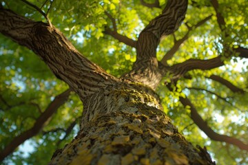 Fototapeta premium Majestic tree reaching for the sky on a sunny day