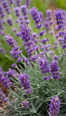 Lavender Aromatic herb known for its purple flowers and calming scent