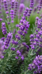 Naklejka premium Lavender Aromatic herb known for its purple flowers and calming scent