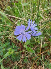 Common chicory