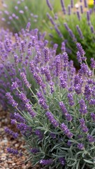 Obraz premium Lavender Fragrant perennial herb with purple flowers known for its calming aroma and used in aromatherapy
