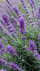 Obraz premium Lavender Fragrant perennial herb with purple flowers known for its calming aroma and used in aromatherapy