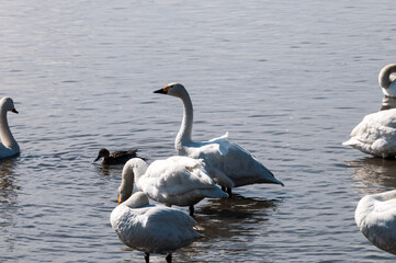 水辺に集うハクチョウ
