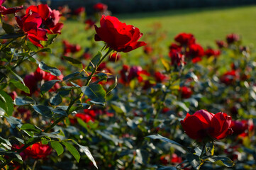red poppies in the garden