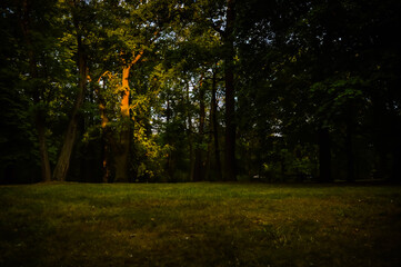 autumn in the forest