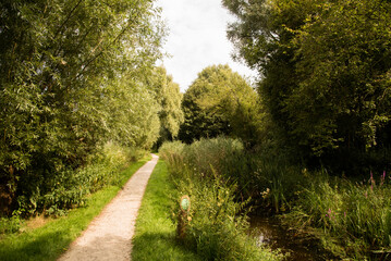Green Pathway Through the Forest