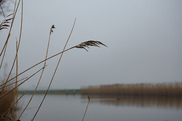 Obraz premium Misty morning at a tranquil riverbank surrounded by tall grasses and distant tree silhouettes
