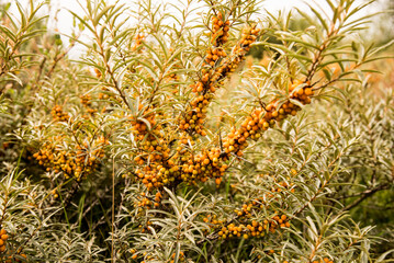 Wild buckthorn with orange berries