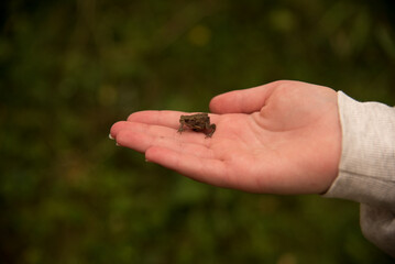 Little Frog Sitting on Palm