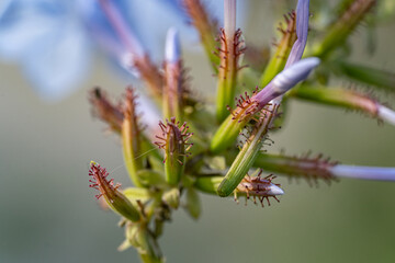Macro photography of nature, flower buds